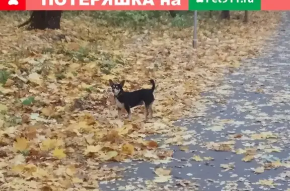 Пропала собака в Серпухове на северном шоссе