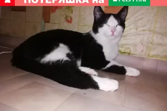 Пропала кошка в Сосновоборске на Солнечной 5