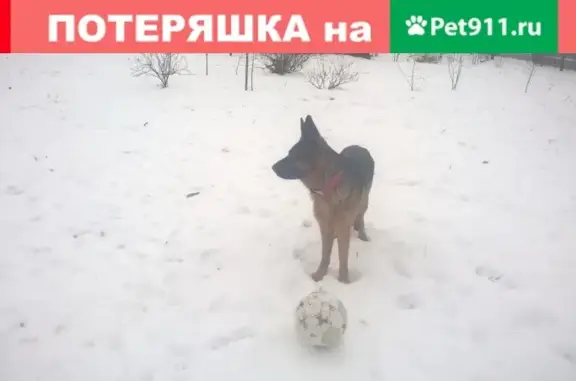 Пропала собака Чаяна в Ивангороде