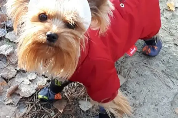 Пропала собака Шайни на территории Солотча, Рязань.