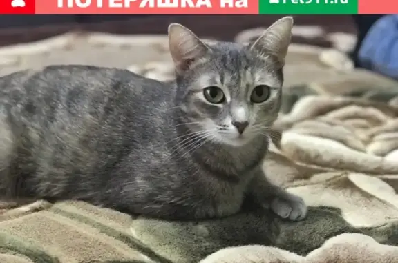 Пропала кошка в Сафоново, ул. Гагарина 5