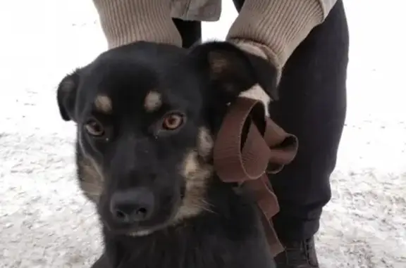 Найдена домашняя собака на ул. Куйбышева и Некрасовской в Самаре