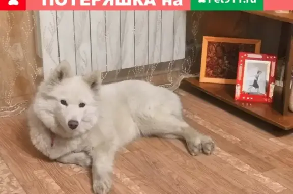 Пропала собака Альфа в Новокузнецке