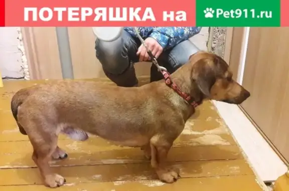 Собака найдена на Потёмина в Березниках