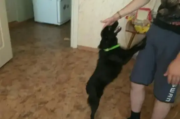 Пропала собака Чаппа в Набережных Челнах, без ошейника