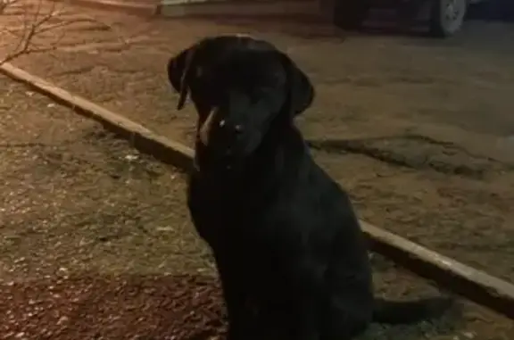 Найдена собака на улице Бабаевского!