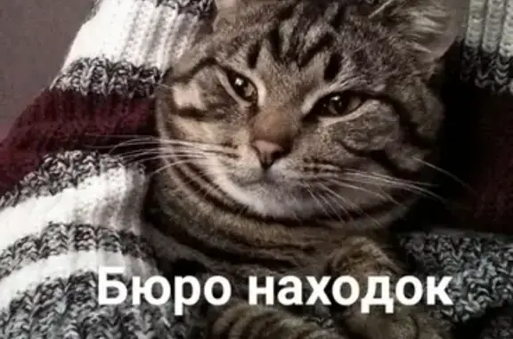 Найден кот в районе Титан Арены в Архангельске.