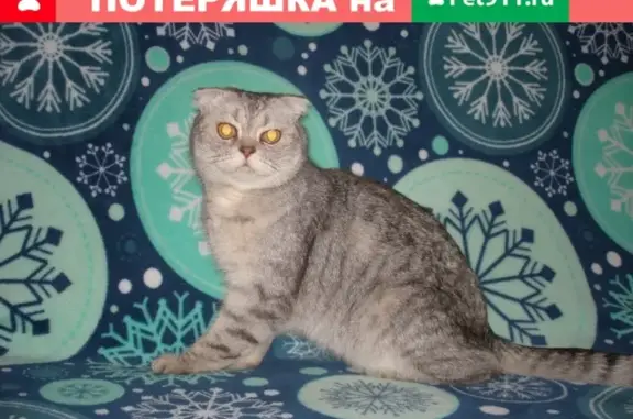 Найден домашний кот на ул. Аксакова, Оренбург