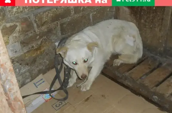Пропала собака в Череповце
