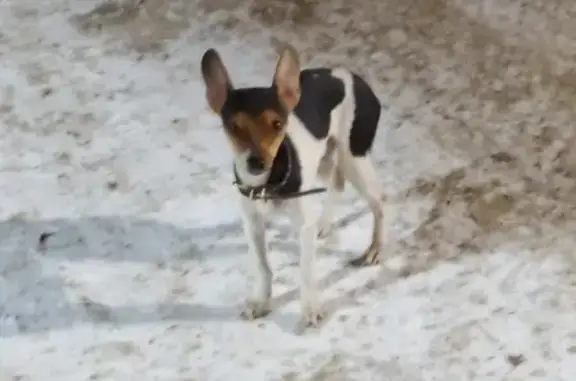 Найдена мелкая собака на ул. Октябрьская (В. Пышма)