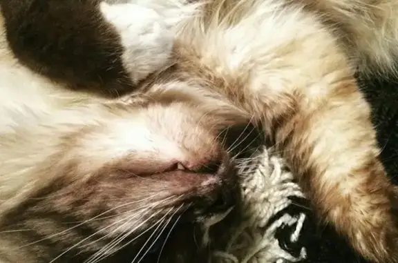 Кошки потеряшки, Темников, фото: Потеряшка кот Берманской породы в Темникове, Республика Мордовия