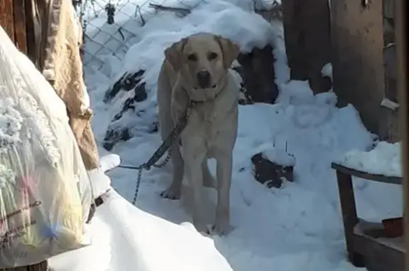 Найдена собака желтоватого цвета с поводком в Горно-Алтайске