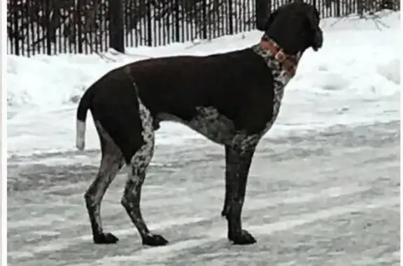 Найдена собака в Изумрудной Долине, Новая Москва.