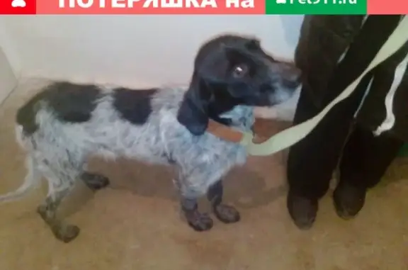 Найдена собака в п. Октябрьское, Крым