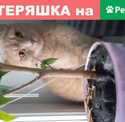 Найдена кошка на ул. Кирова, 77