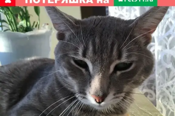 Кошки потеряшки, Плес, фото: Потеряшка кошка Биджо в районе санатория Плес