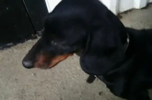 Собака Такса найдена в Пятигорске, Россия.