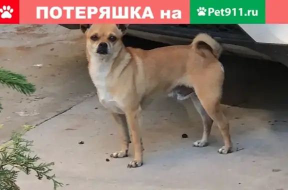 Пропала собака на улице Братьев Айвазовских, Симферополь