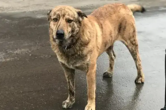 Пропала собака в Щелково, ищут хозяев.