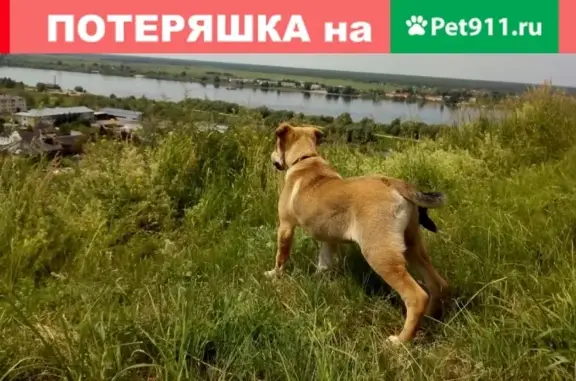 Пропала собака в Тобольске, возраст полгода, порода смешанная.