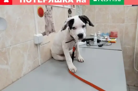 Найден щенок на ул. Аблукова