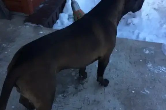 Найдена собака на улице Афганцев