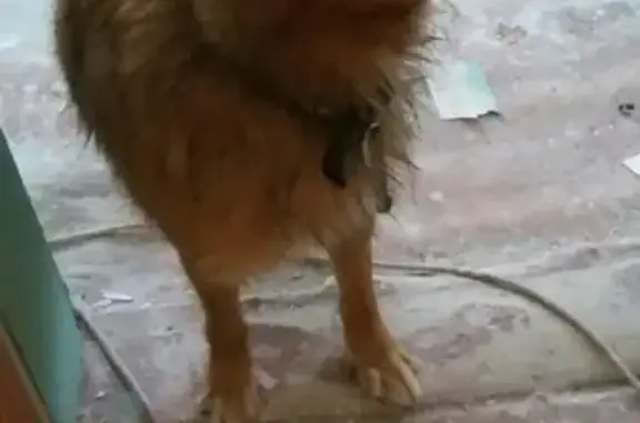 Пропала собака Дружок в Ясногорске!