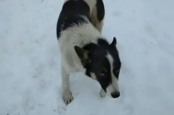 Найдена собака в Южном Бутово! SOS!