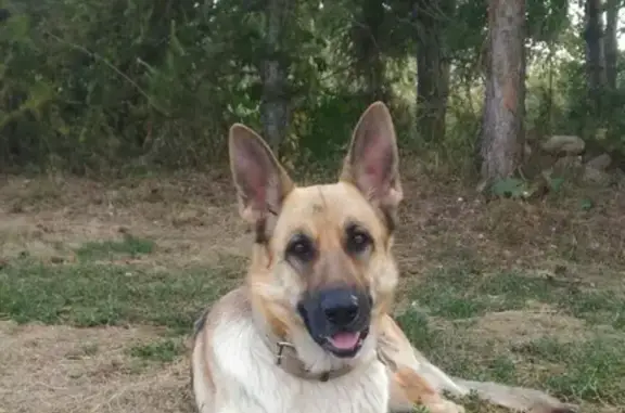 Пропала собака Грета в Советском районе, Казань