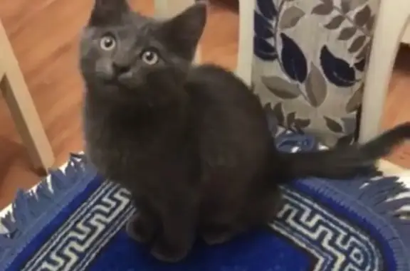 Кошки потеряшки, Кочубеевское, фото: Потеряшка кошка на улице Кубанской 36 в Кочубеевском районе!