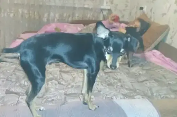 Пропала собака в Нижнем Новгороде, район Рулевого переулка