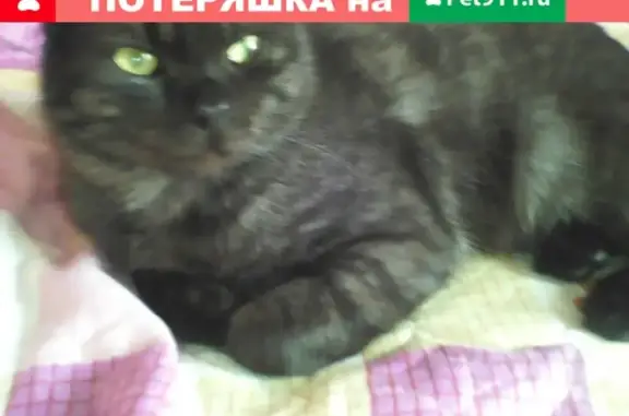 Пропал котик в Гуково, Ростовская область