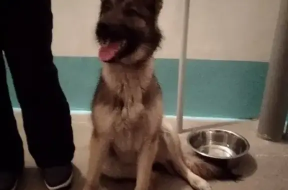 Найдена дружелюбная собака в Новоильинском районе
