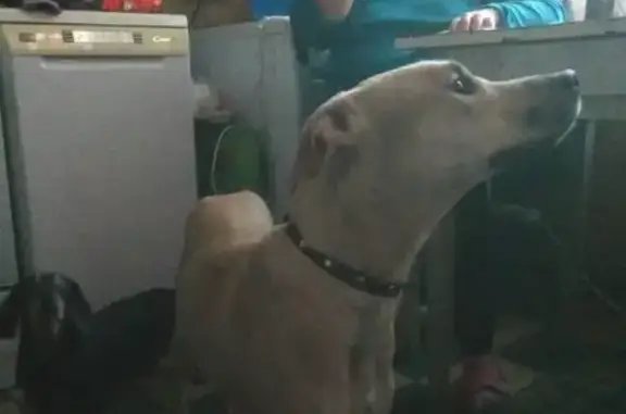 Найдена собака в Калининском районе СПб
