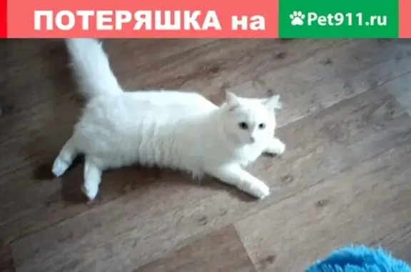 Пропала кошка в Кузнецке, помогите найти!