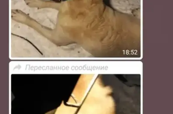 Найден пёс в Бутово, контакты в описании.