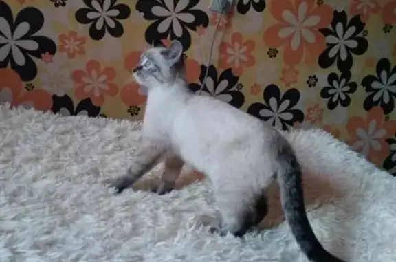 Найден мальчик-котенок в Красноярском крае