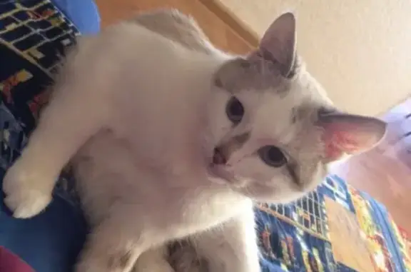 Пропала кошка на Аминова 9 https://vk.com/iddilyaa
