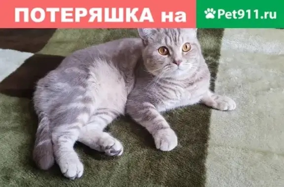 Пропала кошка шотландец в Краснокамске