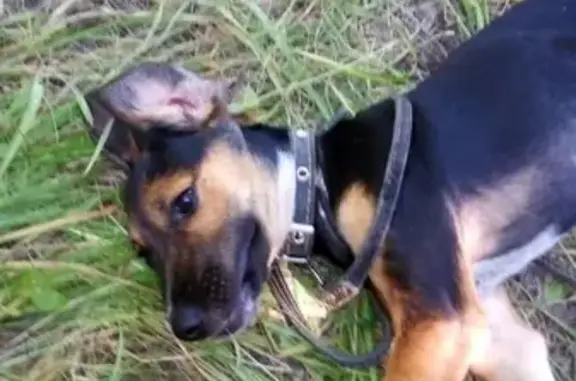 Собаки потеряшки, Астрахань, фото: Потеряшка собака 