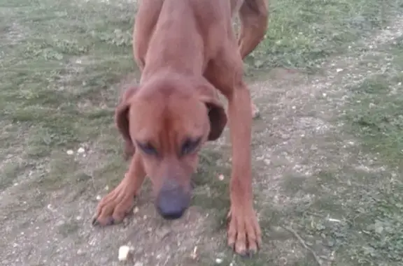 Найдена собака в Балаклаве, Севастополь, р-н Генуэзских башен