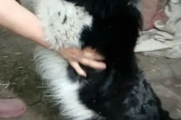 Пропала собака в Ессентуках, вознаграждение 3000 рублей.