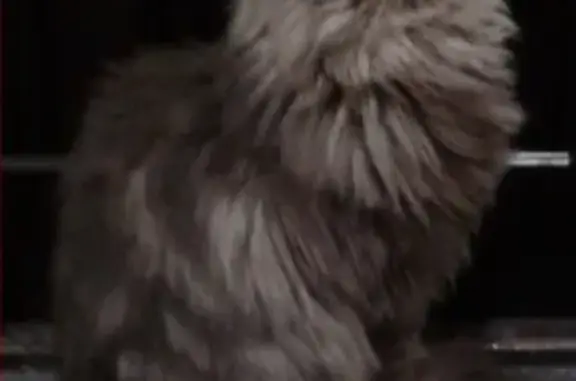 Кошки потеряшки, Ижевск, фото: Потеряшка кошка в Манюхино, Удмуртская Республика