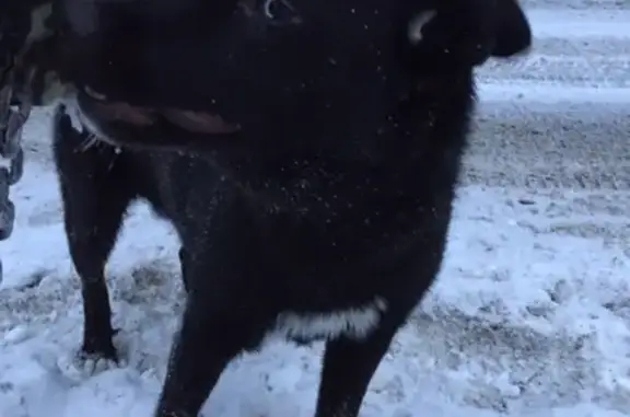 Собака найдена в Мурманске на ул. Куйбышева