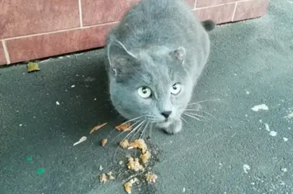 Найдена кошка на ул. Степана Разина 154