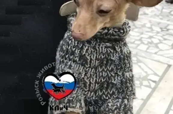 Найдена собака в Красноярье, ищем хозяев