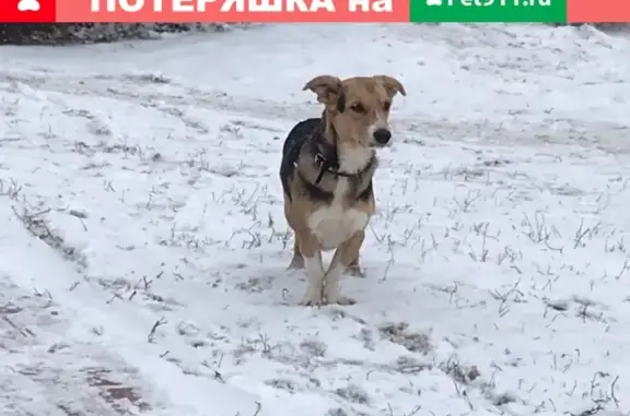Собачка потерялась в Пензе, ищем хозяина #Зоосердце_ZS #Я_потерялся_ZS