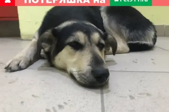 Найдена ласковая собака в Подольске, п. Сосновый бор