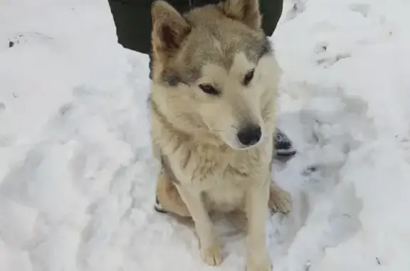 Найдена собака в деревне Чернопенье, Оричевский район. Помогите вернуть домой!