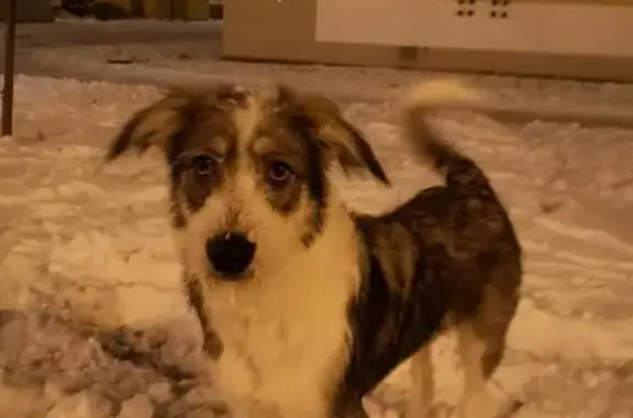 Найдена собака на ул. Академика Виноградова 3-5 (Москва)